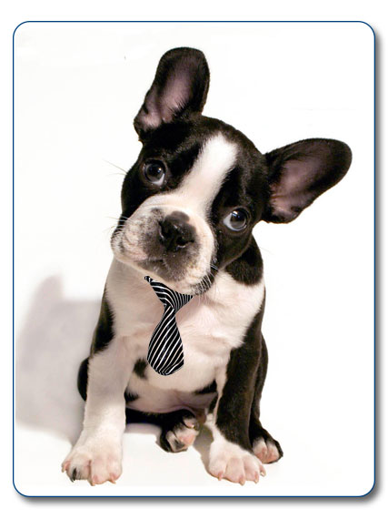 Cravate satinée pour chien Couleur Rose Taille UNIQUE