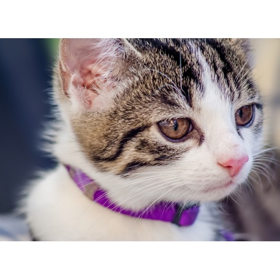 Collier pour chat #cch01 – Image 2